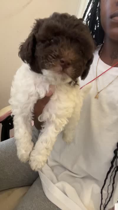 Spot, a male Maltipoo for sale in Jacksonville, FL – 3 of 3