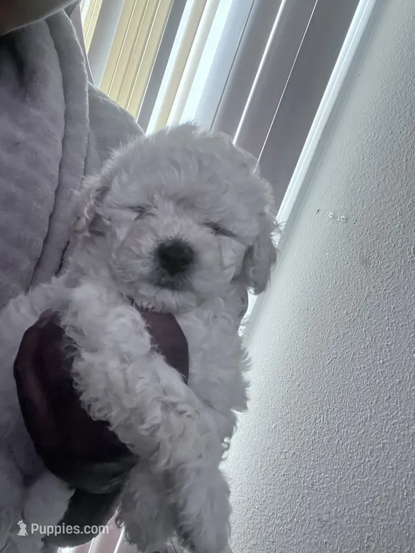 Chloe – Maltipoo puppy for sale in Jacksonville, FL
