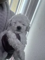 Chloe, a female Maltipoo for sale in Jacksonville, FL – 1 of 3