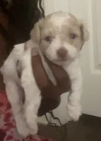 Lady, a female Maltipoo for sale in Jacksonville, FL – 2 of 3