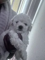 Chloe, a female Maltipoo for sale in Jacksonville, FL – 2 of 3