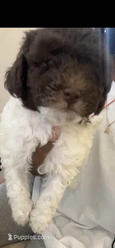 Spot – Maltipoo puppy for sale in Jacksonville, FL
