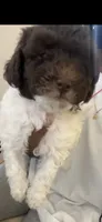 Spot, a male Maltipoo for sale in Jacksonville, FL – 1 of 3