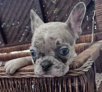 Bodega, a male French Bulldog for sale in Santa Rosa Beach, FL – 2 of 9
