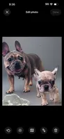 Rumi , a female French Bulldog for sale in Santa Rosa Beach, FL – 5 of 6