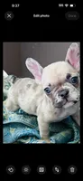 Tiny, a female French Bulldog for sale in Santa Rosa Beach, FL – 4 of 6