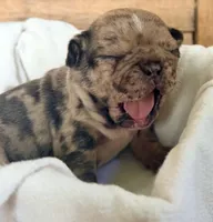 Rumi , a female French Bulldog for sale in Santa Rosa Beach, FL – 2 of 6