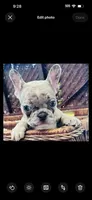 Rumi , a female French Bulldog for sale in Santa Rosa Beach, FL – 4 of 6