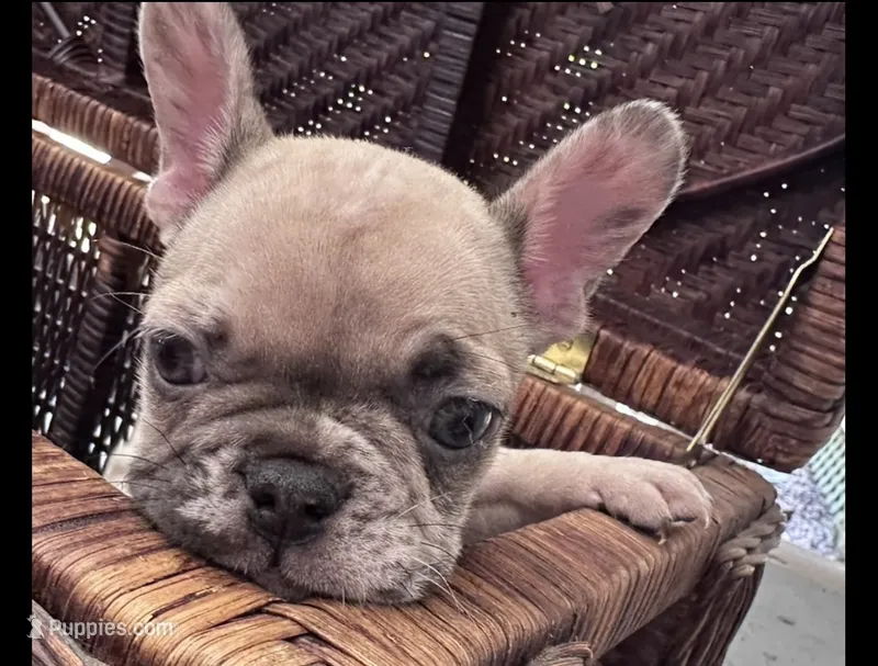 Tiny – French Bulldog puppy for sale in Santa Rosa Beach, FL