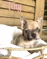 Tiny, a female French Bulldog for sale in Santa Rosa Beach, FL – 5 of 6