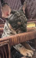 Uno, a female French Bulldog for sale in Santa Rosa Beach, FL – 3 of 7