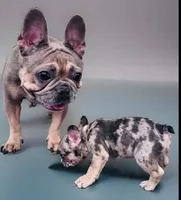 Uno, a female French Bulldog for sale in Santa Rosa Beach, FL – 7 of 7