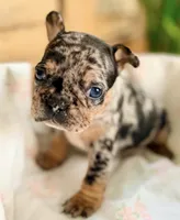 Uno, a female French Bulldog for sale in Santa Rosa Beach, FL – 1 of 7