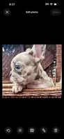 Dior , a male French Bulldog for sale in Santa Rosa Beach, FL – 5 of 7