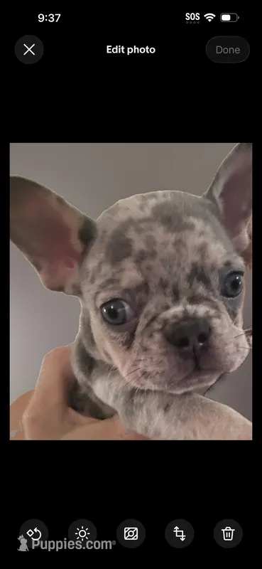 Dior  – French Bulldog puppy for sale in Santa Rosa Beach, FL