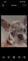 Dior , a male French Bulldog for sale in Santa Rosa Beach, FL – 1 of 7