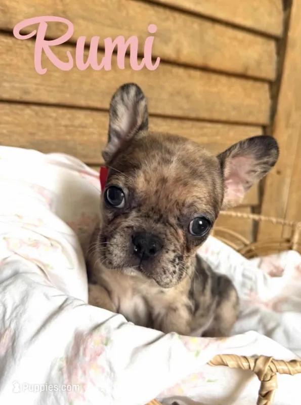Rumi  – French Bulldog puppy for sale in Santa Rosa Beach, FL