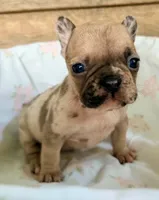 Tiny, a female French Bulldog for sale in Santa Rosa Beach, FL – 2 of 6