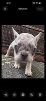 Dior , a male French Bulldog for sale in Santa Rosa Beach, FL – 7 of 7
