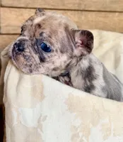Bodega, a male French Bulldog for sale in Santa Rosa Beach, FL – 4 of 9