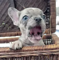 Bodega, a male French Bulldog for sale in Santa Rosa Beach, FL – 3 of 9