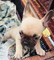 Shadow, a female French Bulldog for sale in Santa Rosa Beach, FL – 6 of 6