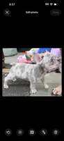 Dior , a male French Bulldog for sale in Santa Rosa Beach, FL – 3 of 7