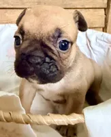 Shadow, a female French Bulldog for sale in Santa Rosa Beach, FL – 5 of 6