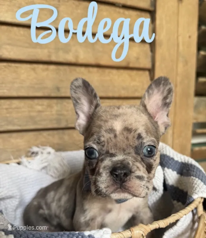 Bodega – French Bulldog puppy for sale in Santa Rosa Beach, FL