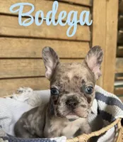 Bodega, a male French Bulldog for sale in Santa Rosa Beach, FL – 1 of 9