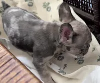 Bodega, a male French Bulldog for sale in Santa Rosa Beach, FL – 5 of 9