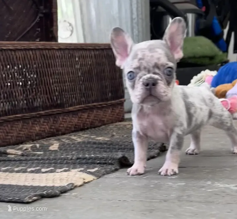 Dior  – French Bulldog puppy for sale in Santa Rosa Beach, FL