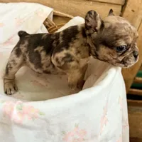 Rumi , a female French Bulldog for sale in Santa Rosa Beach, FL – 3 of 6