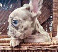 Bodega, a male French Bulldog for sale in Santa Rosa Beach, FL – 7 of 9