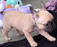 Shadow, a female French Bulldog for sale in Santa Rosa Beach, FL – 4 of 6