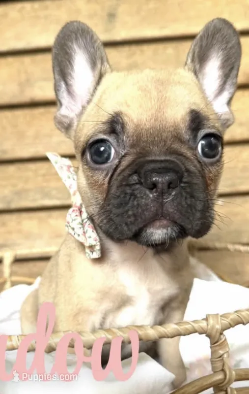 Shadow – French Bulldog puppy for sale in Santa Rosa Beach, FL
