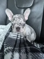 Dior , a male French Bulldog for sale in Milton, FL – 7 of 8