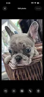 Rumi , a female French Bulldog for sale in Santa Rosa Beach, FL – 6 of 6