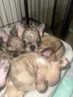 Bodega, a male French Bulldog for sale in Milton, FL – 7 of 7