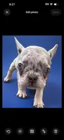 Dior , a male French Bulldog for sale in Santa Rosa Beach, FL – 4 of 7