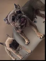 Shadow, a female French Bulldog for sale in Santa Rosa Beach, FL – 2 of 6