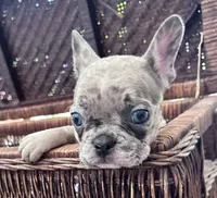 Bodega, a male French Bulldog for sale in Santa Rosa Beach, FL – 8 of 9