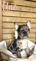 Uno, a female French Bulldog for sale in Santa Rosa Beach, FL – 6 of 7