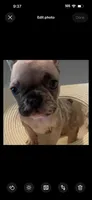 Tiny, a female French Bulldog for sale in Santa Rosa Beach, FL – 3 of 6