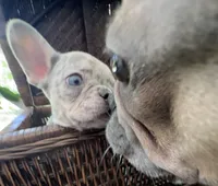 Bodega, a male French Bulldog for sale in Santa Rosa Beach, FL – 6 of 9