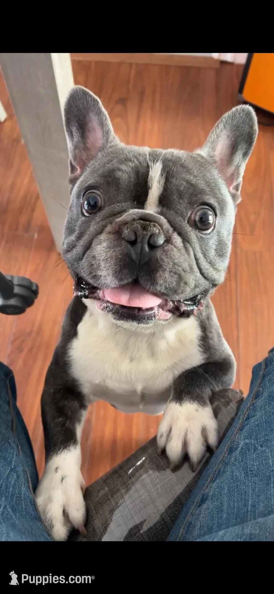 Bluey, a male French Bulldog for sale in Wingdale, NY – 2 of 4
