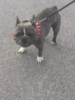 Bluey, a male French Bulldog for sale in Wingdale, NY – 3 of 4
