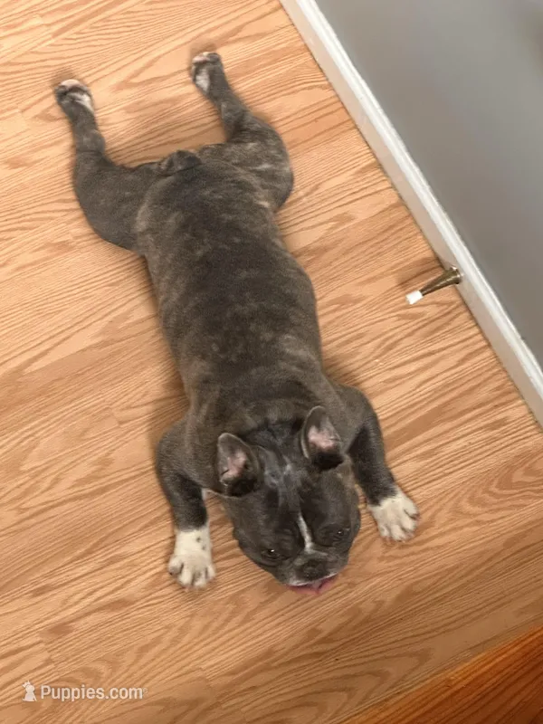Bluey – French Bulldog puppy for sale in Wingdale, NY
