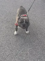 Bluey, a male French Bulldog for sale in Wingdale, NY – 4 of 4
