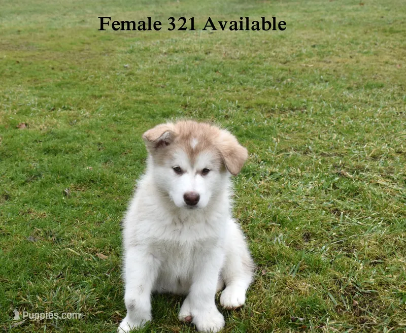 puppy 321